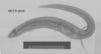 Media type: image;   Herpetology R-26581